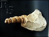 mlž, blíže neurčeno - 1539 mlž, blíže neurčeno